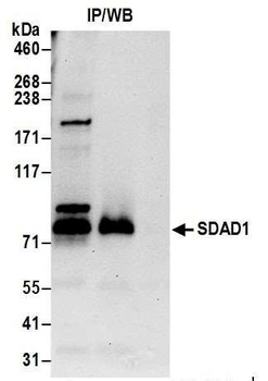 SDAD1 Antibody