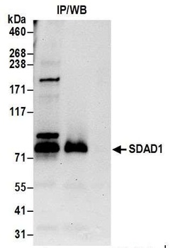 Rabbit anti-SDAD1 Antibody