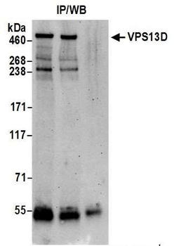 VPS13D Antibody