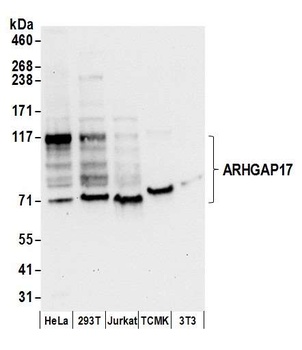 ARHGAP17 Antibody