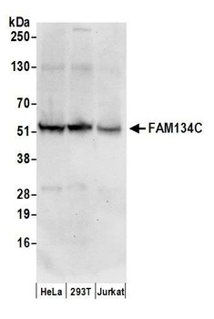 Rabbit anti-FAM134C Antibody