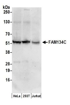 FAM134C Antibody