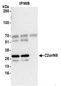 Rabbit anti-C2orf49 Antibody