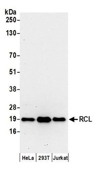 Rabbit anti-RCL Antibody
