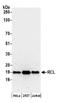 RCL Antibody