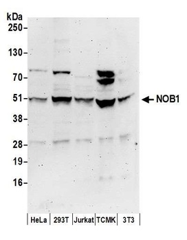Rabbit anti-NOB1 Antibody