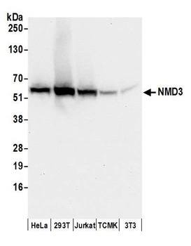 Rabbit anti-NMD3 Antibody