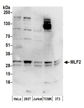 MLF2 Antibody