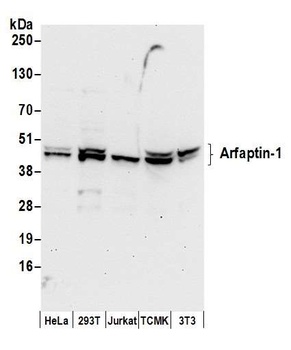 Arfaptin-1 Antibody