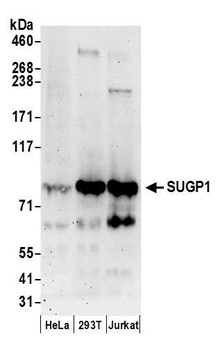 SUGP1 Antibody