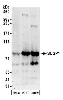 Rabbit anti-SUGP1 Antibody