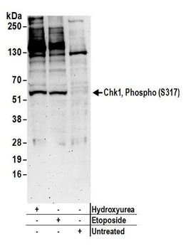 Chk1, Phospho (S317) Antibody