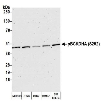 Rabbit anti-BCKDHA, Phospho (S292) Antibody