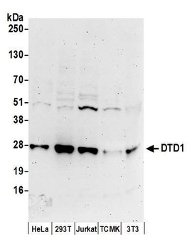 DTD1 Antibody