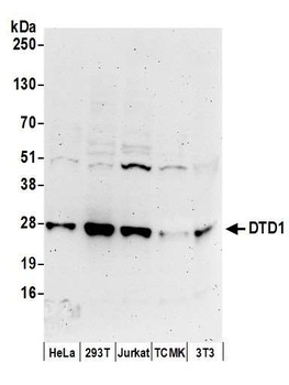 Rabbit anti-DTD1 Antibody