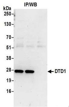 Rabbit anti-DTD1 Antibody