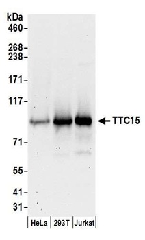 Rabbit anti-TTC15 Antibody