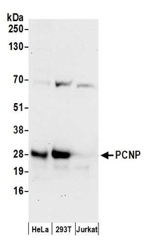 PCNP Antibody