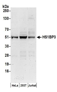 Rabbit anti-HS1BP3 Antibody