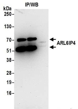 ARL6IP4 Antibody
