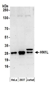 HN1L Antibody