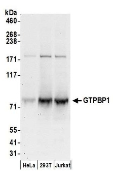 GTPBP1 Antibody