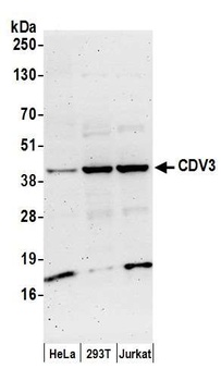 CDV3 Antibody