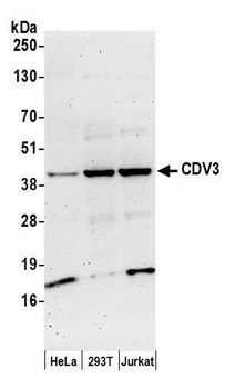 Rabbit anti-CDV3 Antibody