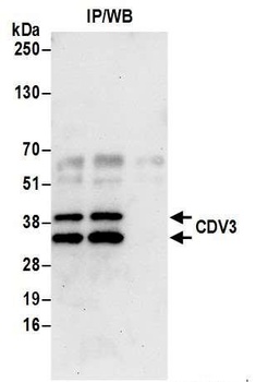 Rabbit anti-CDV3 Antibody