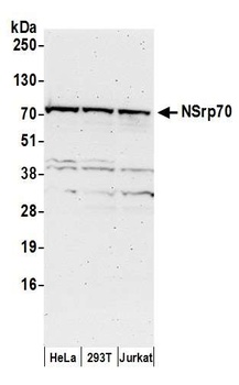 Rabbit anti-NSrp70 Antibody