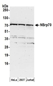NSrp70 Antibody