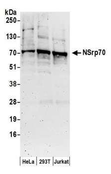 NSrp70 Antibody