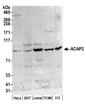 ACAP2 Antibody