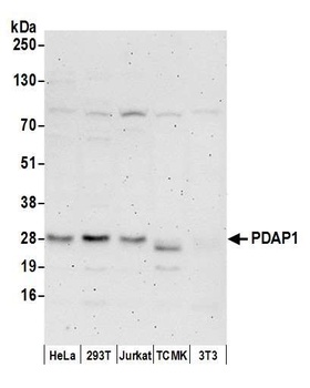 Rabbit anti-PDAP1 Antibody