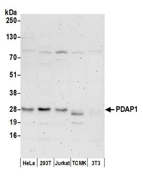 PDAP1 Antibody