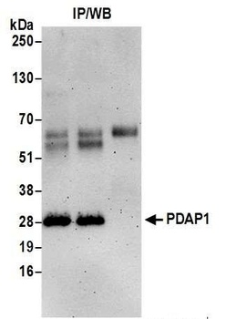 Rabbit anti-PDAP1 Antibody