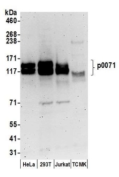 p0071 Antibody