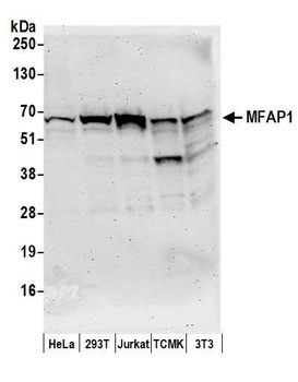 MFAP1 Antibody