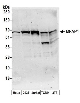 Rabbit anti-MFAP1 Antibody