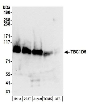 TBC1D5 Antibody