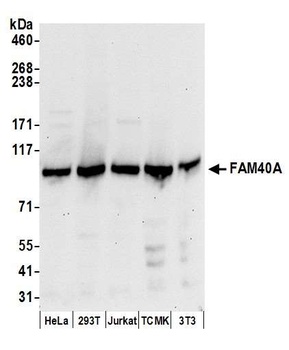 FAM40A Antibody