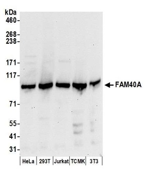 Rabbit anti-FAM40A Antibody
