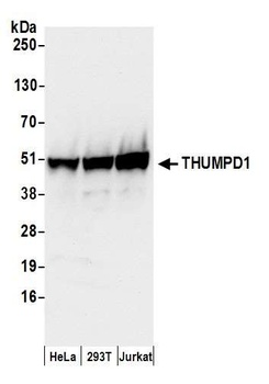 THUMPD1 Antibody