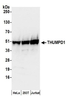Rabbit anti-THUMPD1 Antibody