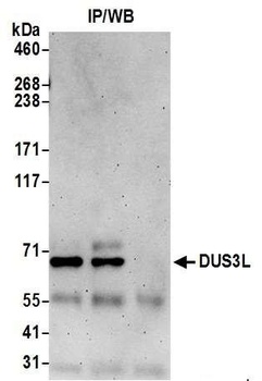 Rabbit anti-DUS3L Antibody