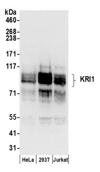 KRI1 Antibody