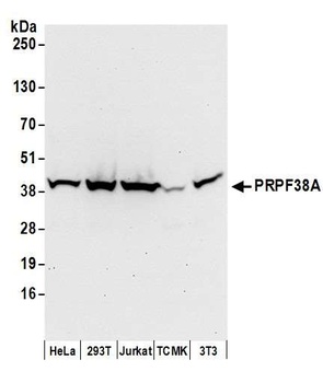 Rabbit anti-PRPF38A Antibody