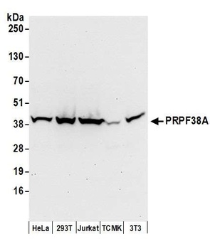 PRPF38A Antibody