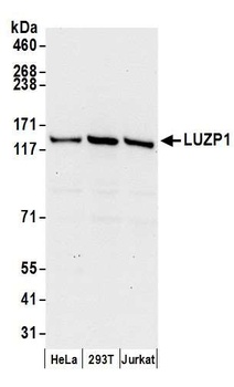 LUZP1 Antibody