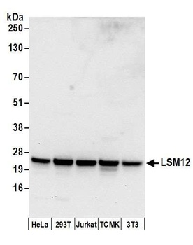 LSM12 Antibody